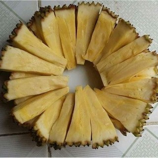 Cây giống mít không hạt ( chuẩn giống F1)