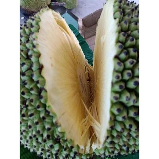 Cây giống mít không hạt ( chuẩn giống F1)
