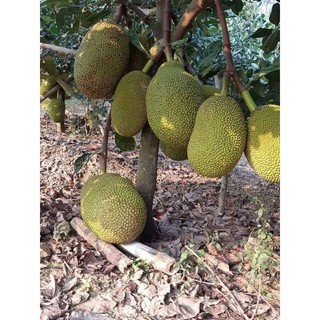 Cây giống mít không hạt ( chuẩn giống F1)