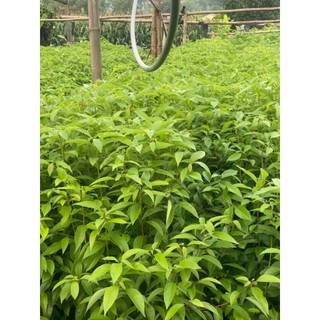 CÂY LONG NÃO GIỐNG