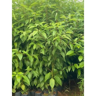 CÂY LONG NÃO GIỐNG
