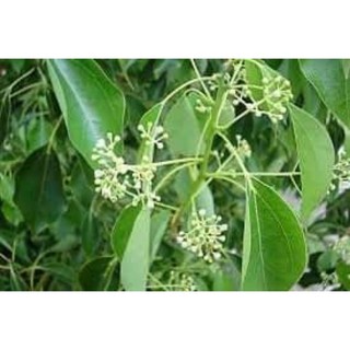 CÂY LONG NÃO GIỐNG