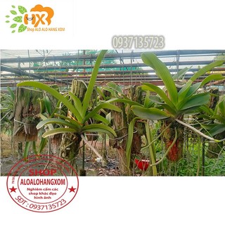 cây lan ngọc điểm thái trồng khúc gỗ ( màu ngẫu nhiên)