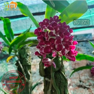 cây lan ngọc điểm thái trồng khúc gỗ ( màu ngẫu nhiên)