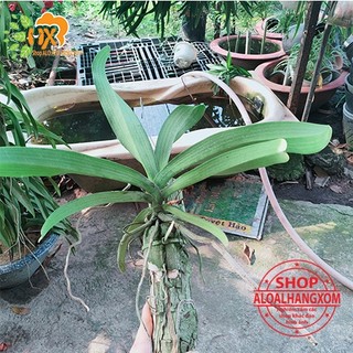 cây lan ngọc điểm thái trồng khúc gỗ ( màu ngẫu nhiên)