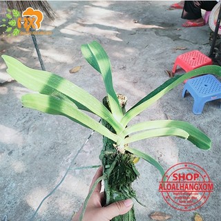 cây lan ngọc điểm thái trồng khúc gỗ ( màu ngẫu nhiên)