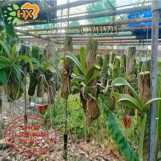 cây lan ngọc điểm thái trồng khúc gỗ ( màu ngẫu nhiên)