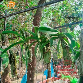 cây lan ngọc điểm thái trồng khúc gỗ ( màu ngẫu nhiên)