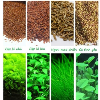 Hạt giống cây thuỷ sinh (Trân châu lá nhỏ-Cỏ tình yêu-Ngưu mao chiên cao..)