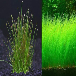 Hạt giống cây thuỷ sinh (Trân châu lá nhỏ-Cỏ tình yêu-Ngưu mao chiên cao..)