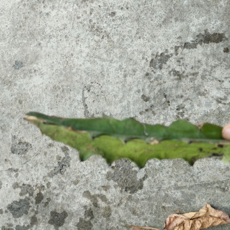 Nhánh xương rồng ba cạnh( xương rồng ông)