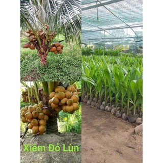 Cây giống dừa xiêm đỏ lùn