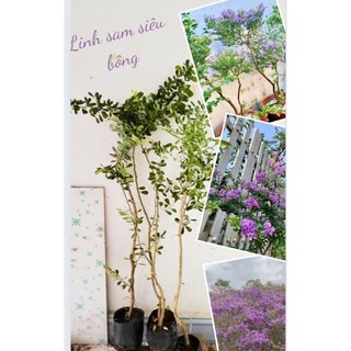 Cây linh sam siêu bông hoa tím