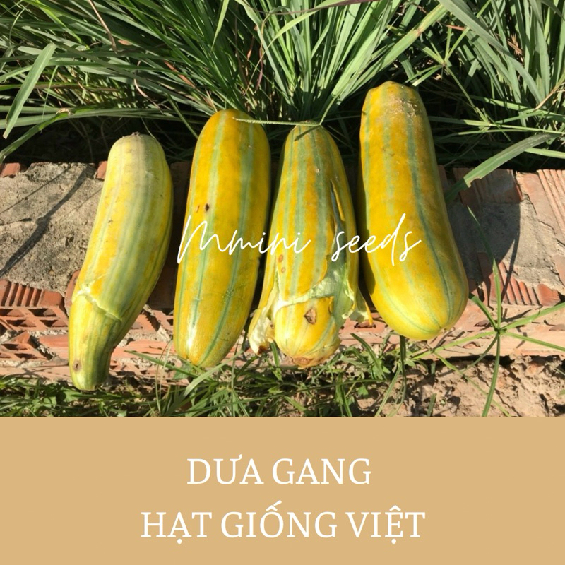 1 gr Hạt giống dưa gang (dưa bở)