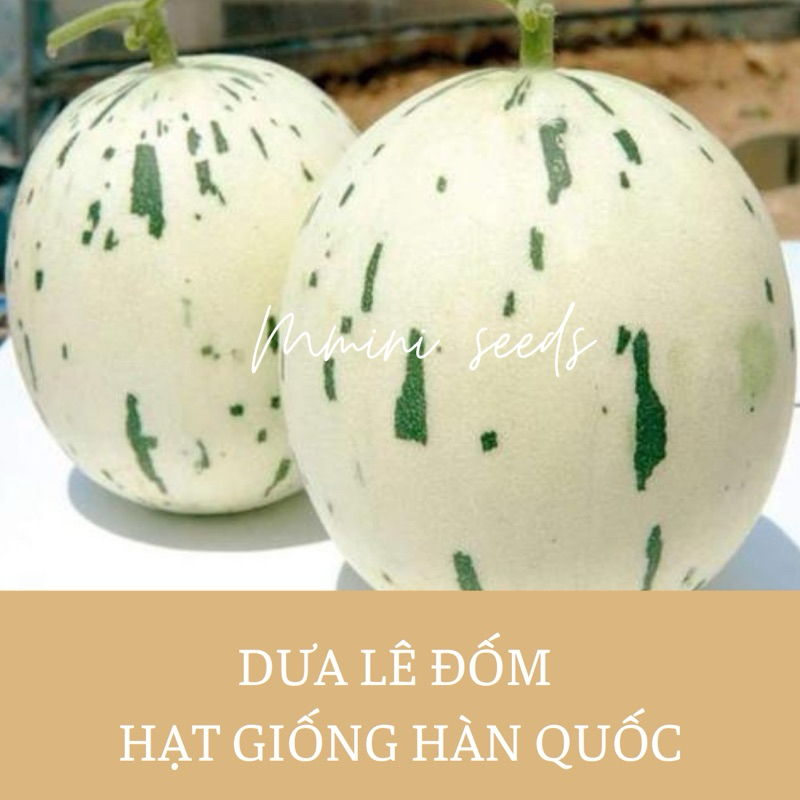 Hạt giống Dưa Lê hàn quốc- dưa lê ánh sao silver star