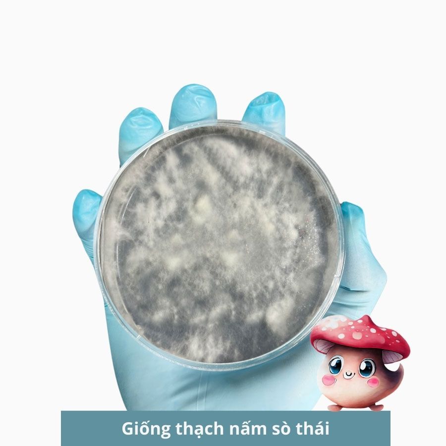 Giống thạch nấm sò thái, giống cấp 1 giống nấm sò chịu lạnh 30gr - 3C Farm