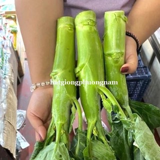 5 gr - hạt giống cải ngồng làn khổng lồ thái