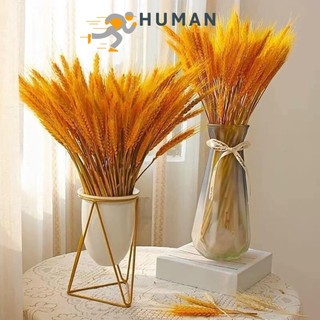 Bông lúa mạch khô decor trang trí bó 100 cành