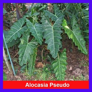 Cây môn kiểng Alocasia Pseudo Sanderiana - cây kiểng lá khỏe đẹp trang trí nhà cửa sân vườn