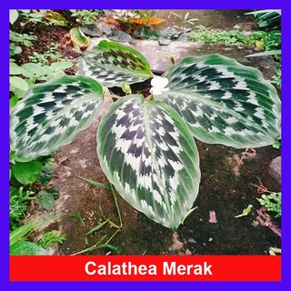 Cây Đuôi Công Calathea Merak - cây cảnh để bàn vân lá độc đáo vô cùng bắt mắt