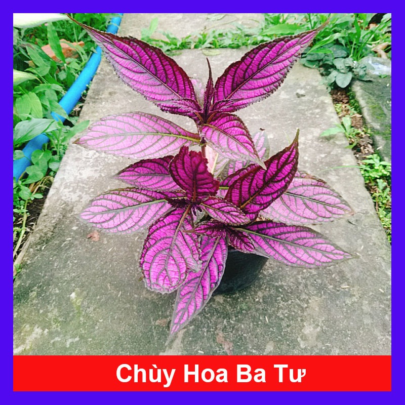 Cây Chùy Hoa Ba Tư - Persian Shield - cây lá tím đẹp rực rỡ bắt mắt