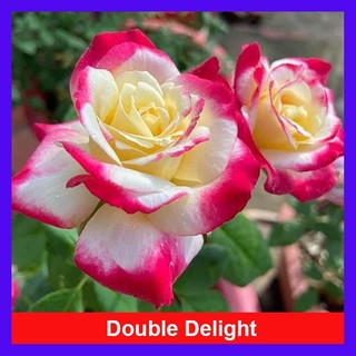 Hoa hồng ngoại Double Delight - cây có hương thơm vô cùng quyến rũ và sắc màu độc đáo