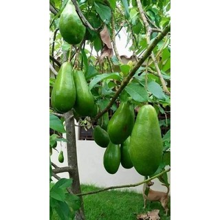 Cây giống bơ sáp siêu lùn