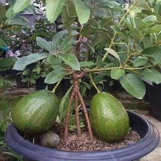 Cây giống bơ sáp siêu lùn