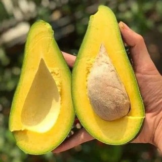 Cây giống bơ sáp siêu lùn