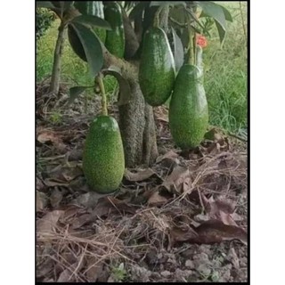 Cây giống bơ sáp siêu lùn