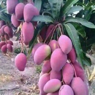 Cây giống xoài tím ngọc vân