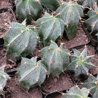 Xương Rồng Astro gai chậu 5cm