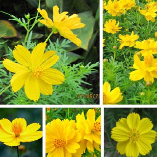 Hạt giống hoa cúc sao nhái vàng -gói 100 hạt-nãy mầm 100%