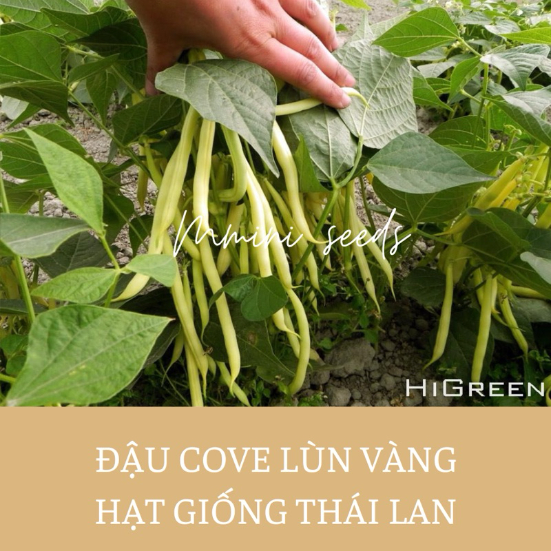 Hạt giống đậu cove bụi vàng cherokee