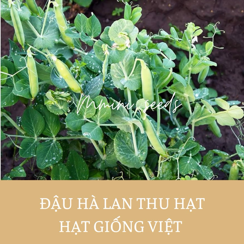 10 gr Hạt giống đậu Hà lan thu hạt