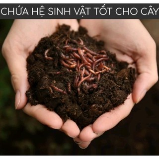 Phân trùng quế dạng viên nén 200g