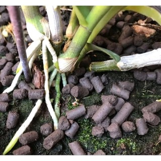 Phân trùng quế dạng viên nén 200g