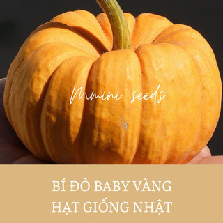 Hạt giống bí Ngô baby vàng