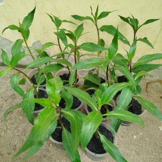 C.a.y giống rau lủi rừng