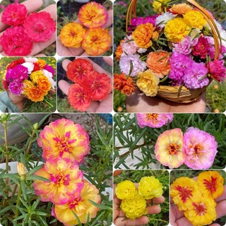 Hạt Giống Hoa Mười Giờ Kép Ngoại Đủ Màu (600 Hạt)