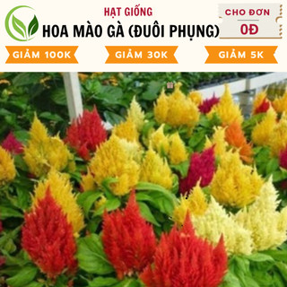 Hạt giống hoa mào gà lửa - chất lượng cao, dễ trồng, nở rực rỡ