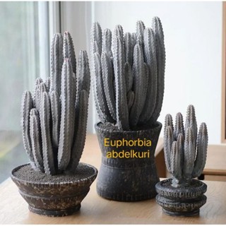 Xương rồng Euphorbia abdelkuri ( trụ xi măng) xinh đẹp chỉ 125k 1 cây như hình.