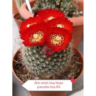 Xương rồng Noto parodia hoa Đỏ size 4.5 - 5cm sắp cho nụ