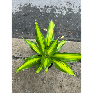 Cây Phát Tài Mỹ size 35-40cm