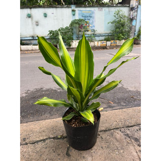 Cây Phát Tài Mỹ size 35-40cm