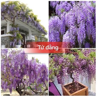 Hạt giống hoa tử đằng mix màu-gói 5 hạt-tặng kèm gói kích mầm