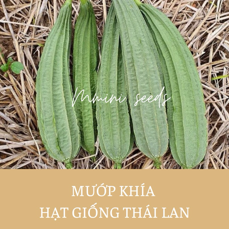 10 Hạt giống mướp khía Thái Lan