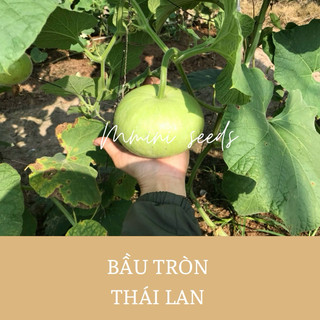 Hạt giống bầu tròn f1 Thái Lan
