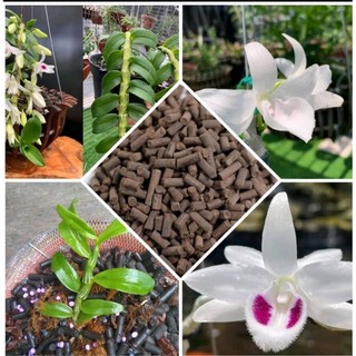 Phân trùng quế dạng viên nén 200g