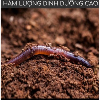 Phân trùng quế dạng viên nén 200g